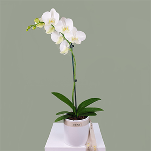Tynte Flowers Phalaenopsis Orchid Plant - white ($75)